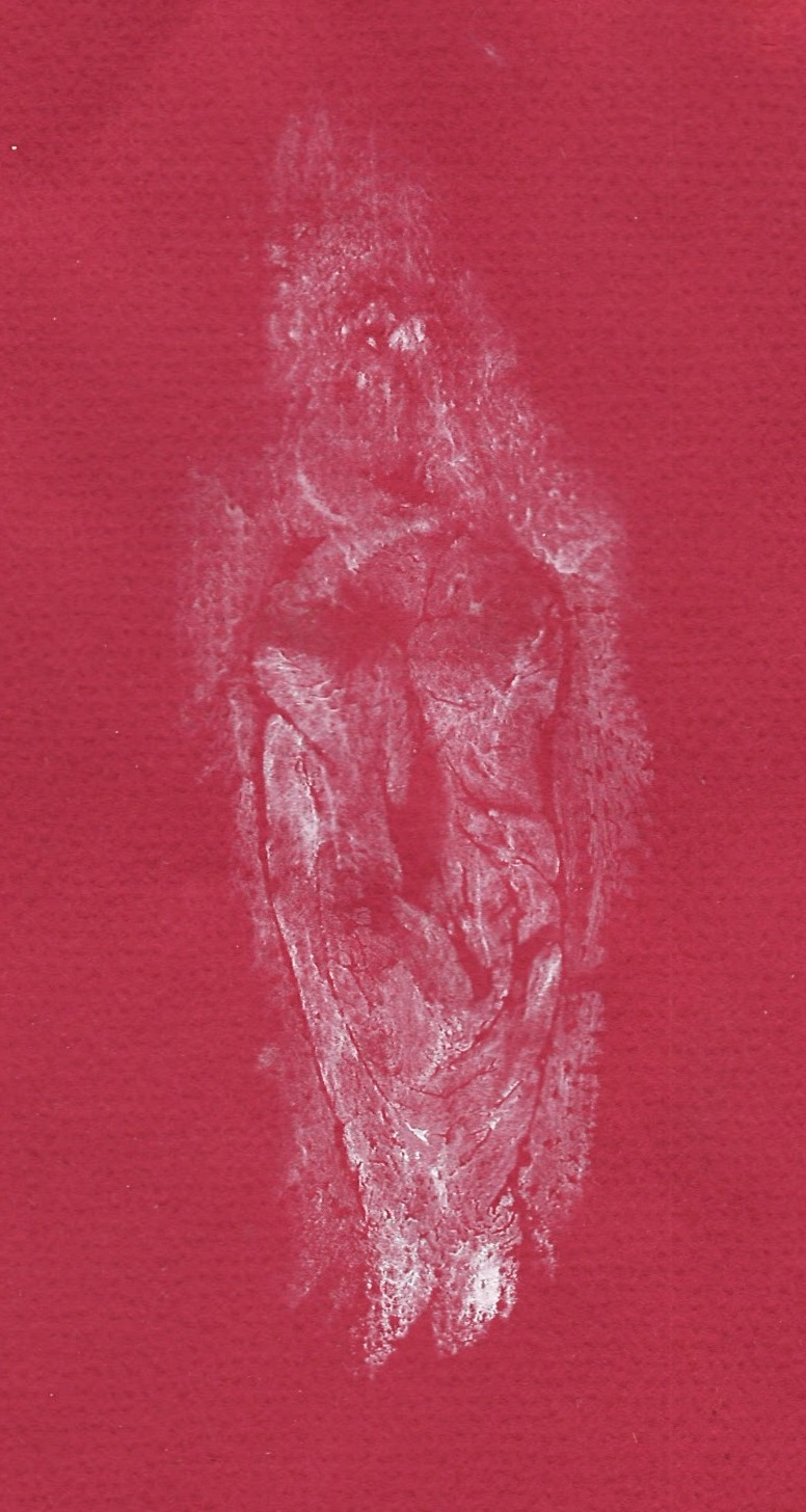 labia print white on red paper