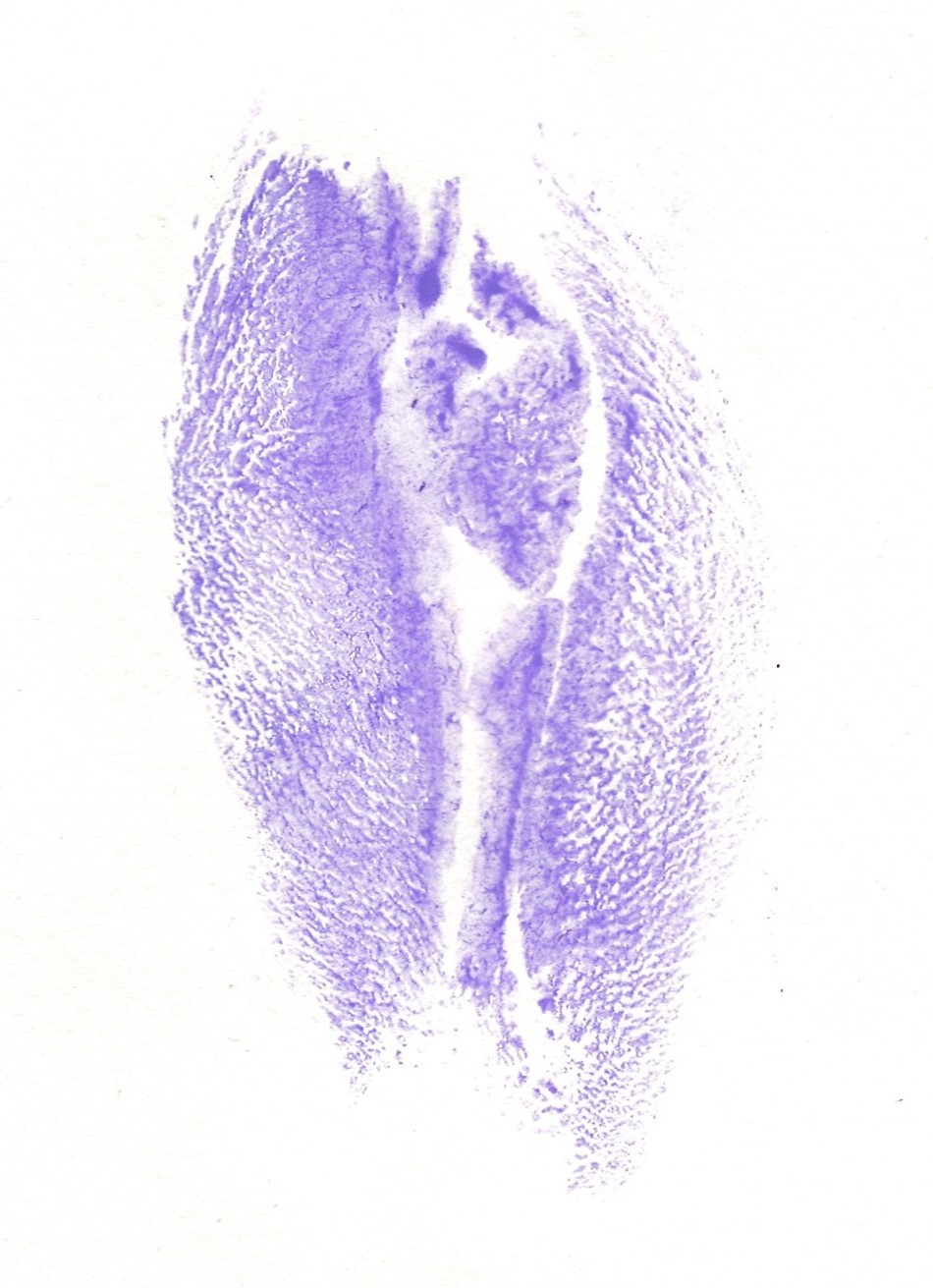 labia print purple on white paper